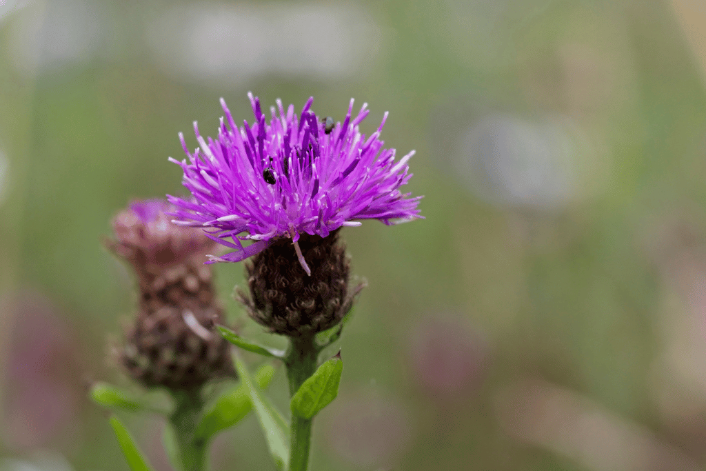 Knapweed