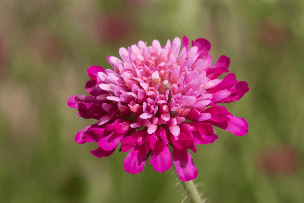 Knautia 