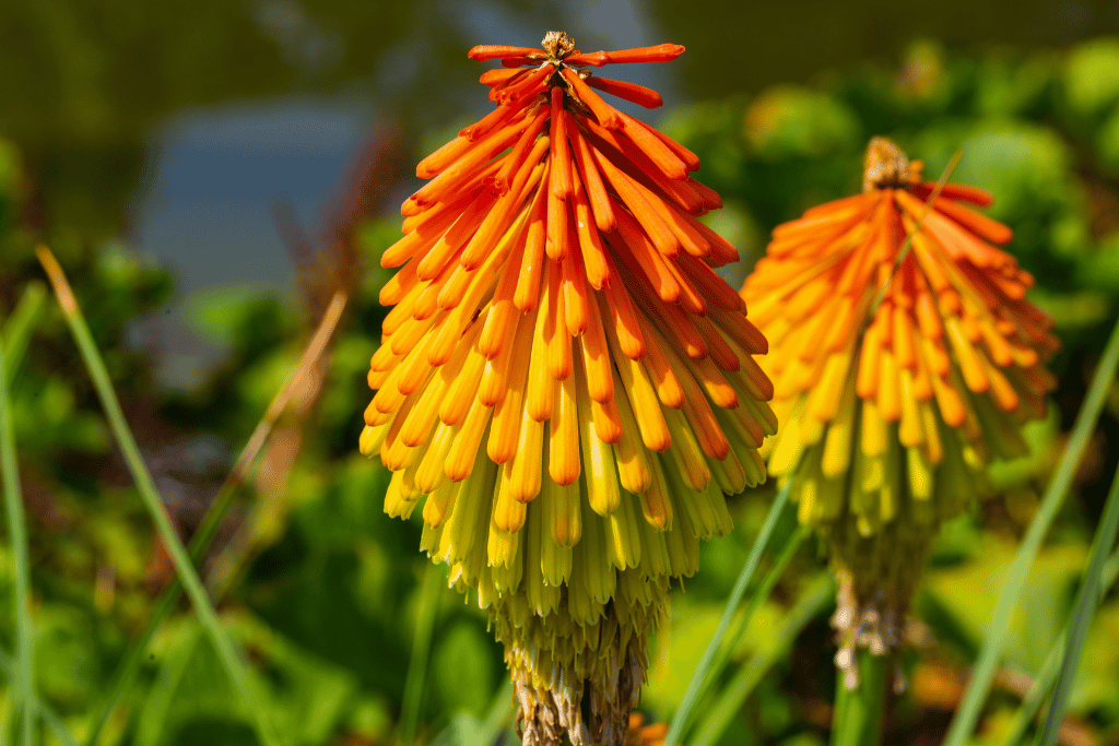 Kniphofia