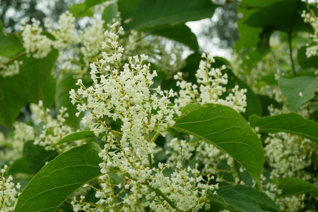 Knotweed