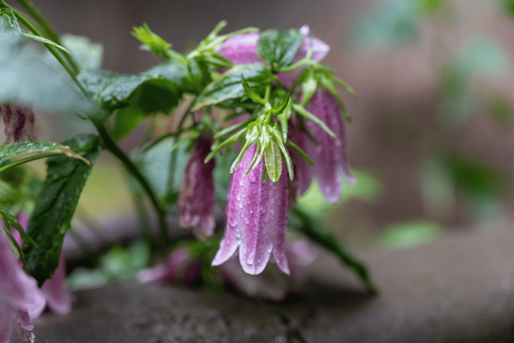 Korean Bellflower