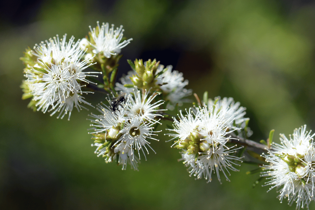 Kunzea