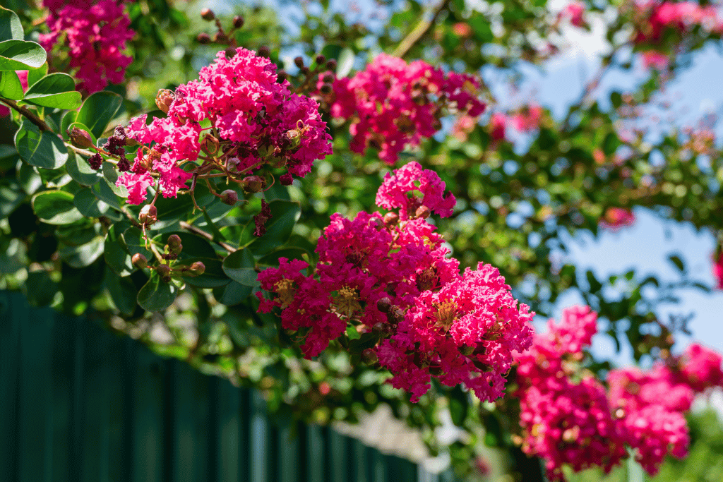 Lagerstroemia