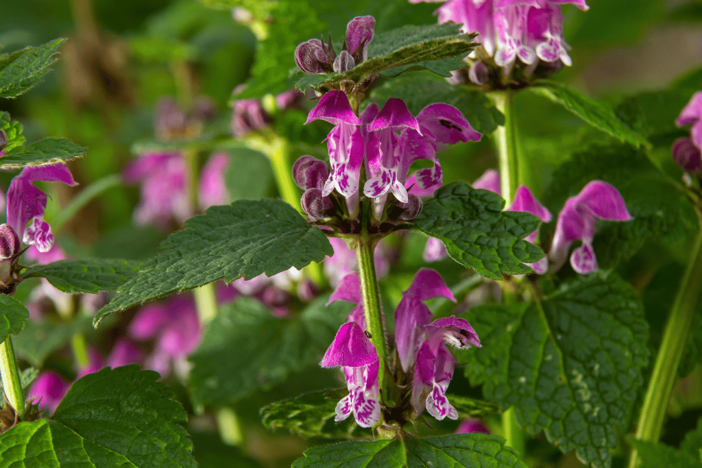 Lamium