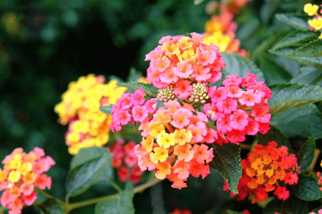 Lantana