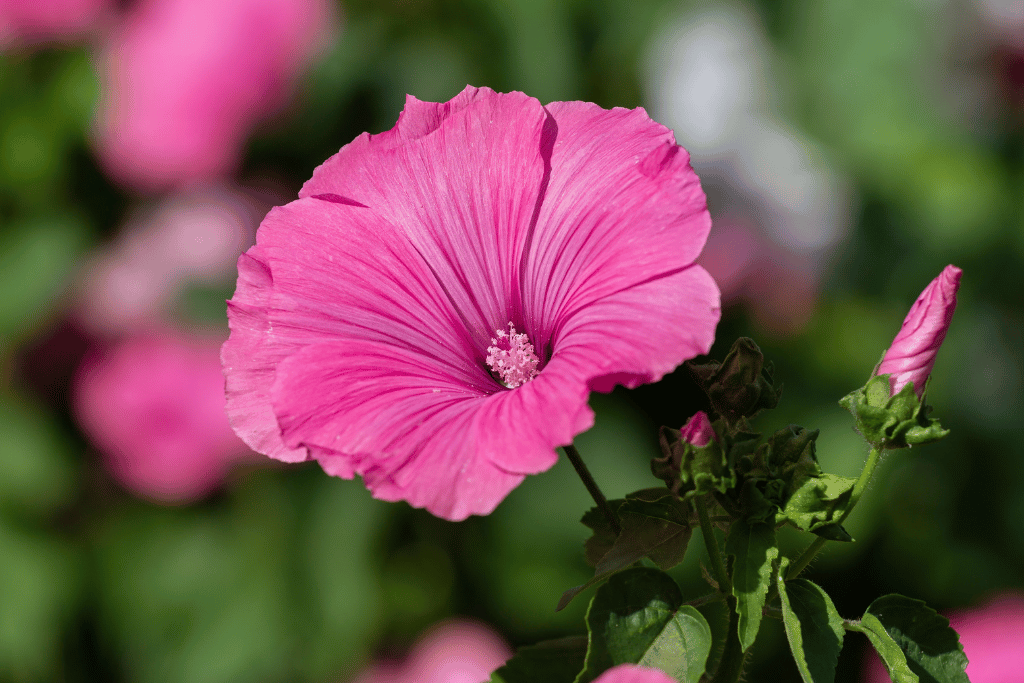 Lavatera