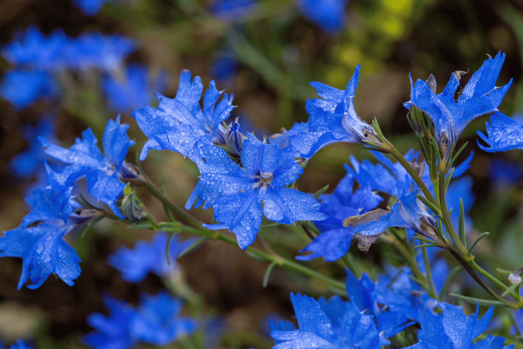 Lechenaultia