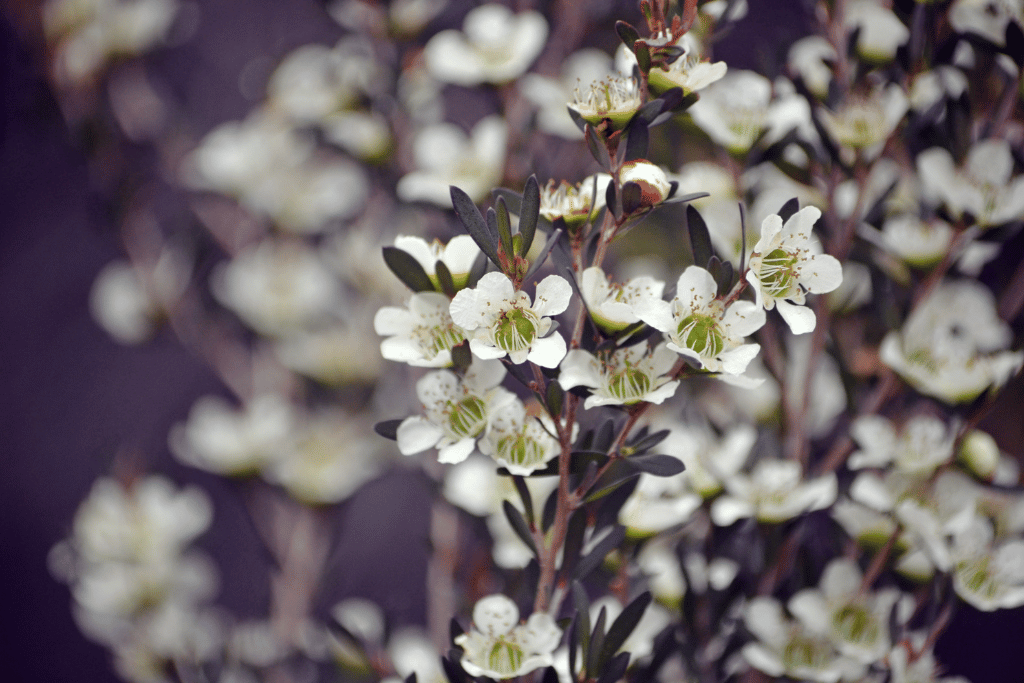 Leptospermum