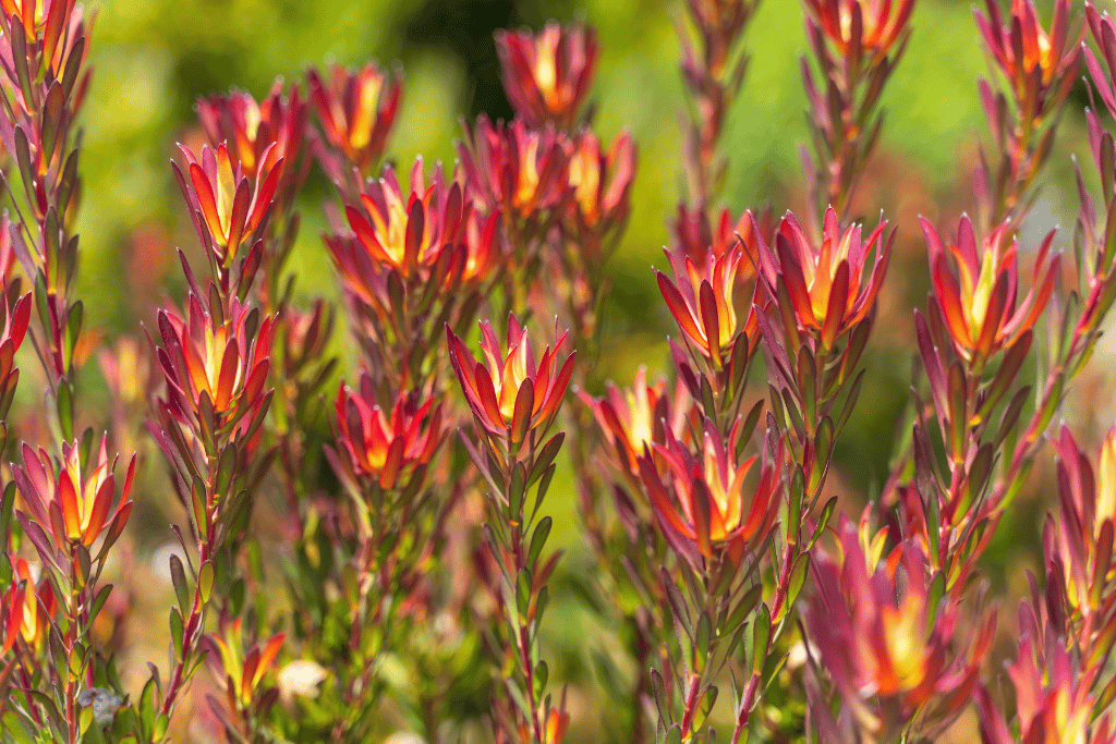 Leucadendron