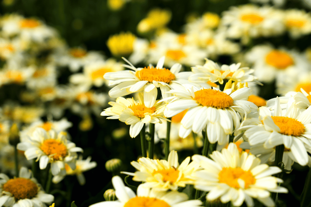 Leucanthemum