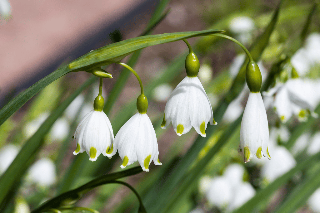 Leucojum