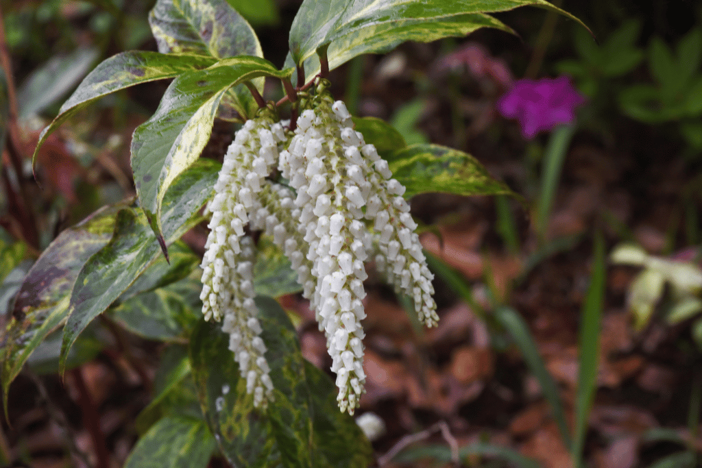 Leucothoe