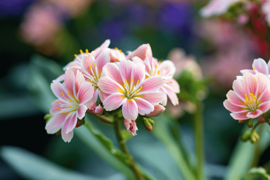 Lewisia 