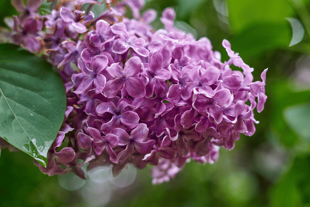 Lilac