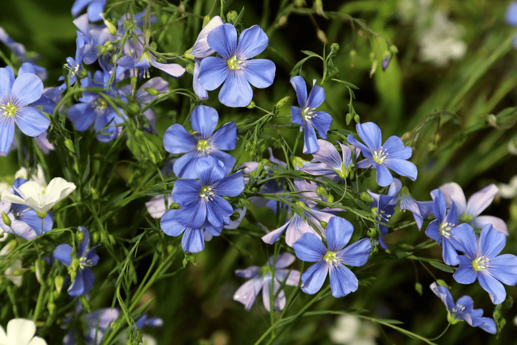 Linum