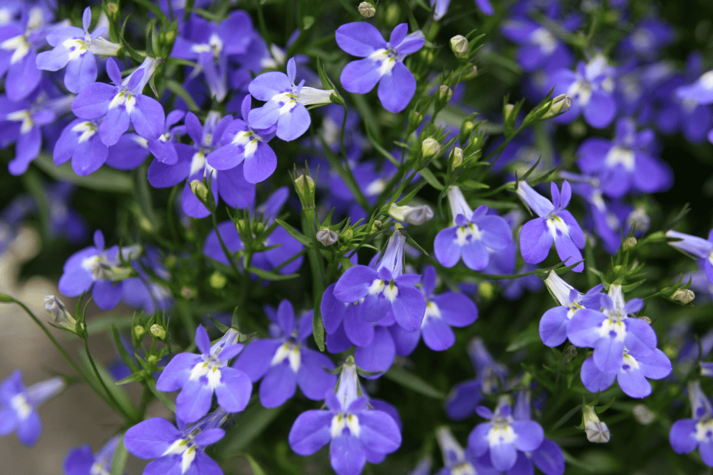 Lobelia