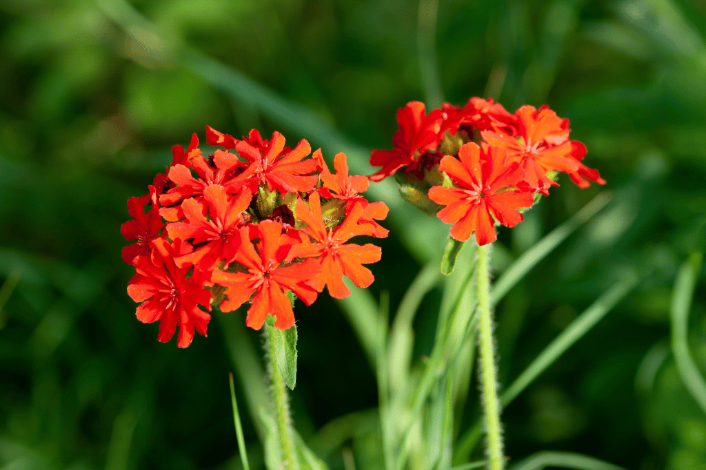 Lychnis