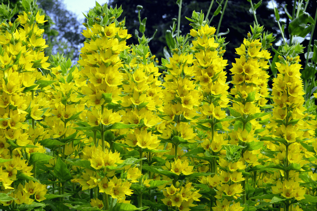 Lysimachia