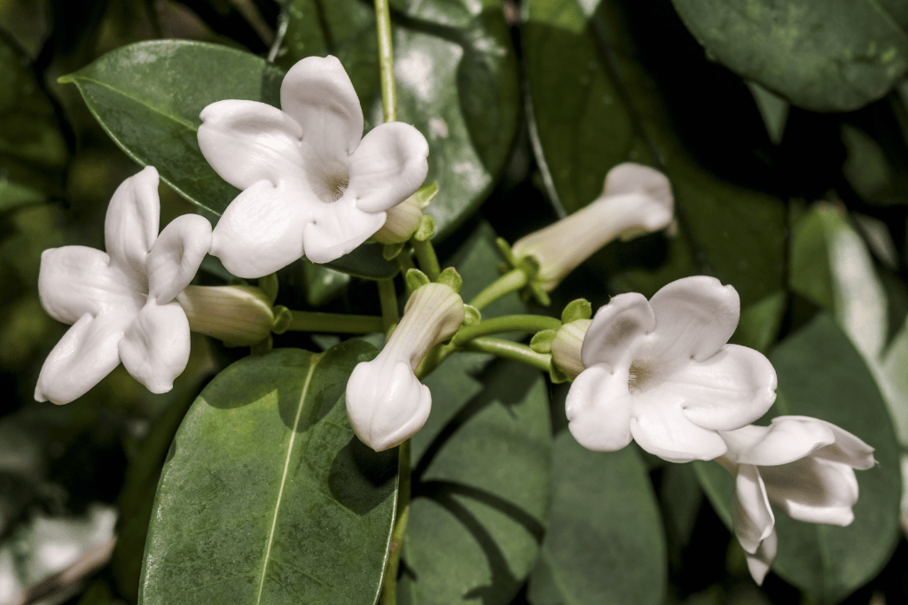 Madagascar Jasmine