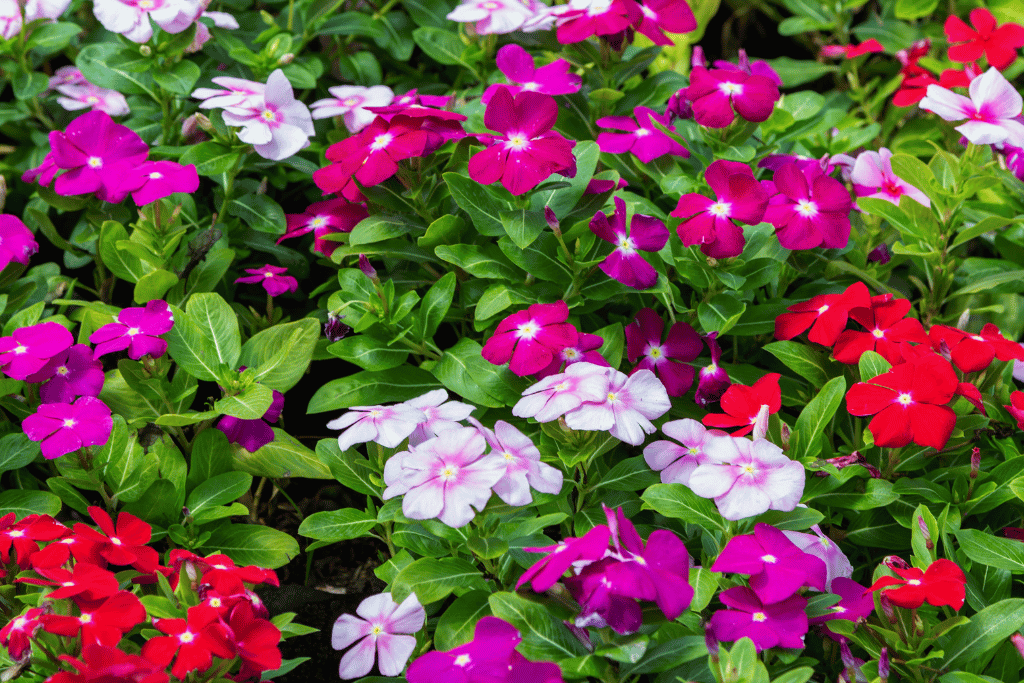 Madagascar Periwinkle