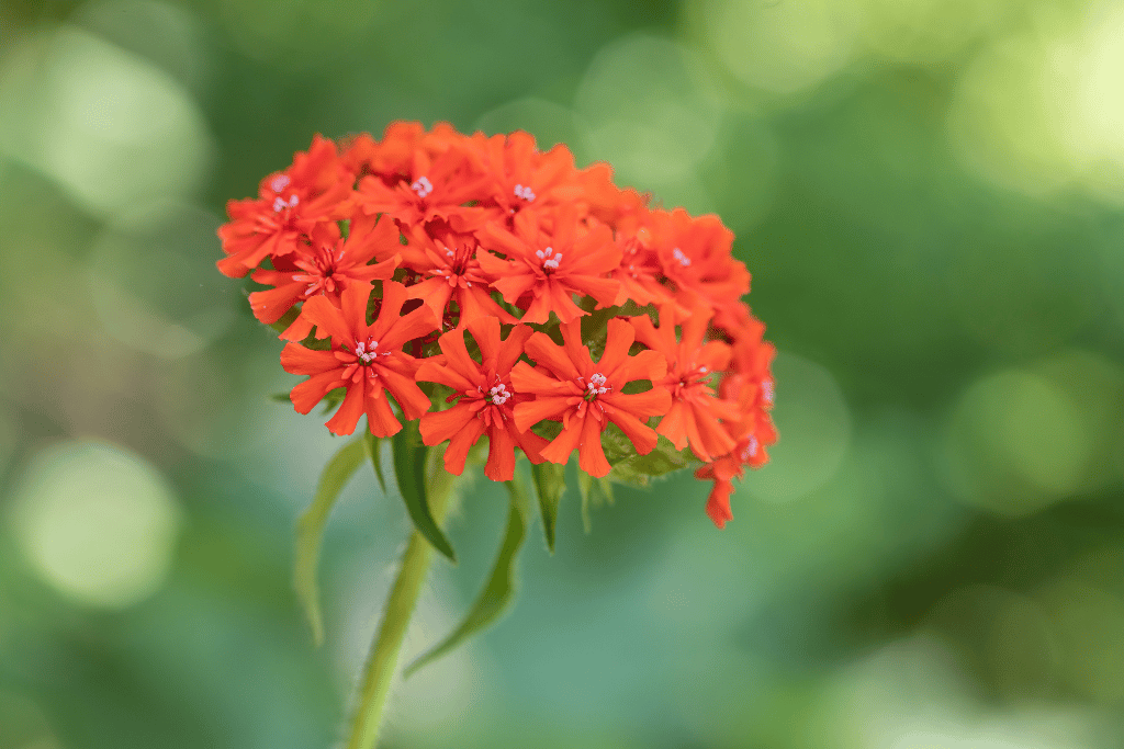 Maltese Cross