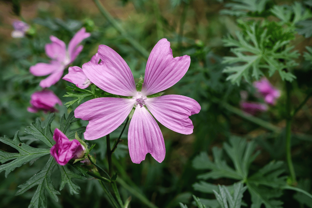 Malva