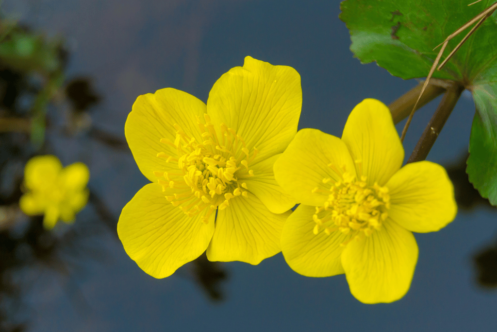 Marsh Marigold