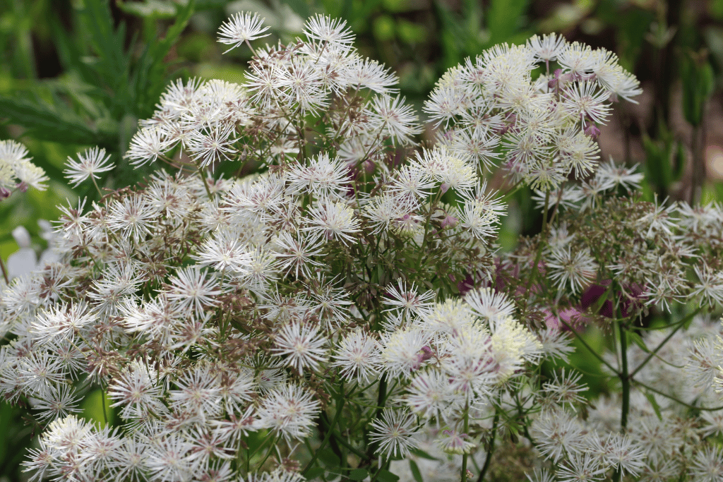 Meadow Rue