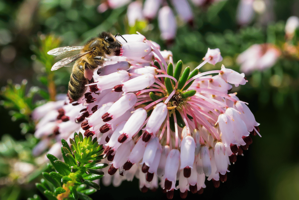 Mediterranean Heath