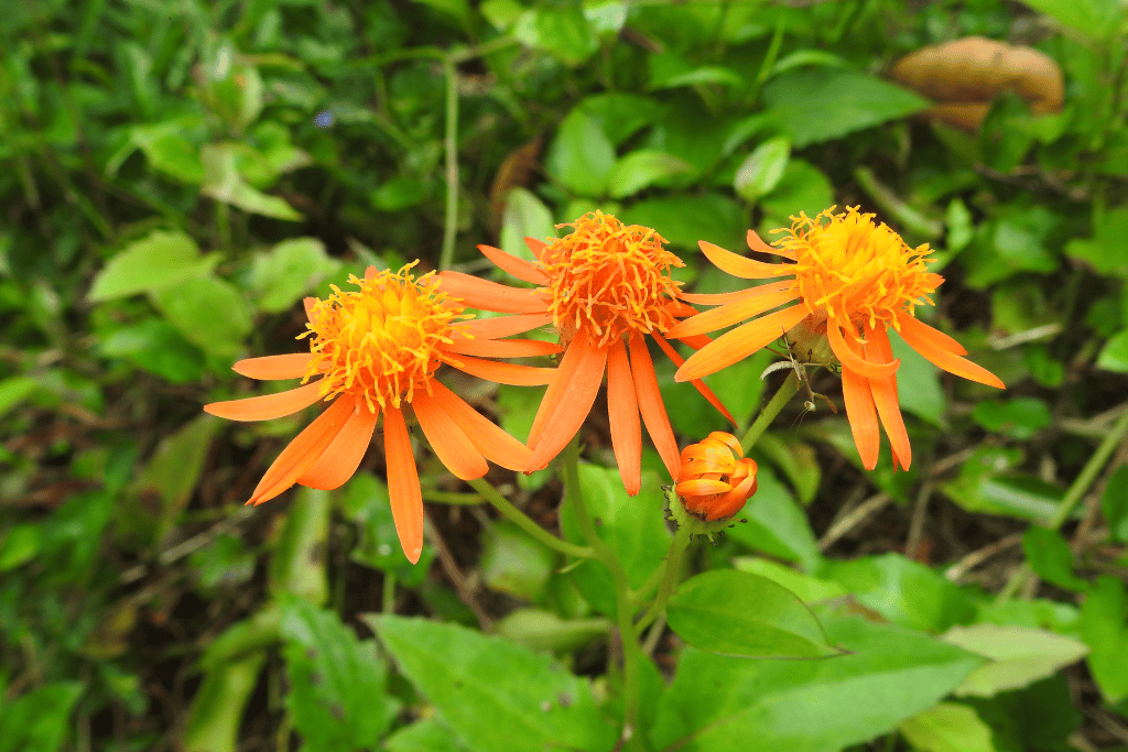 Mexican Flame Vine