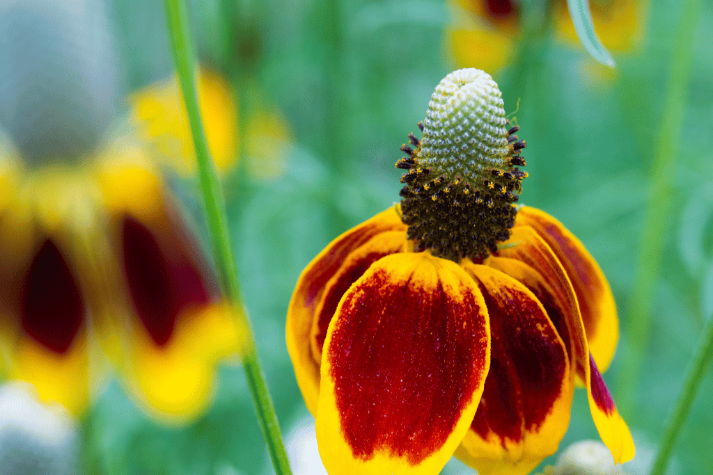 Mexican Hat