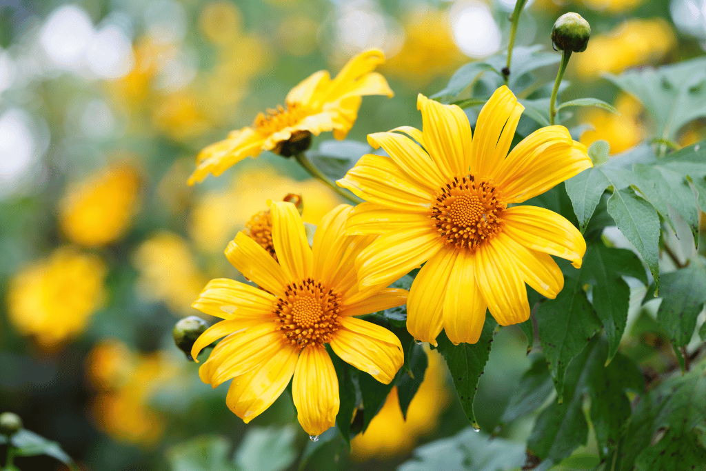 Mexican Sunflower