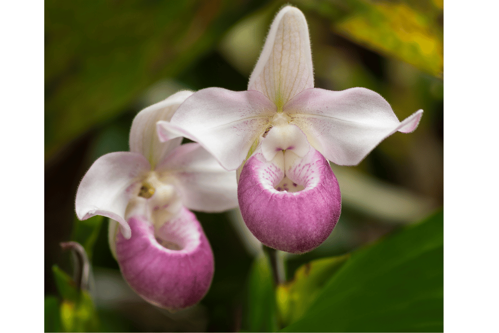 Moccasin Flower