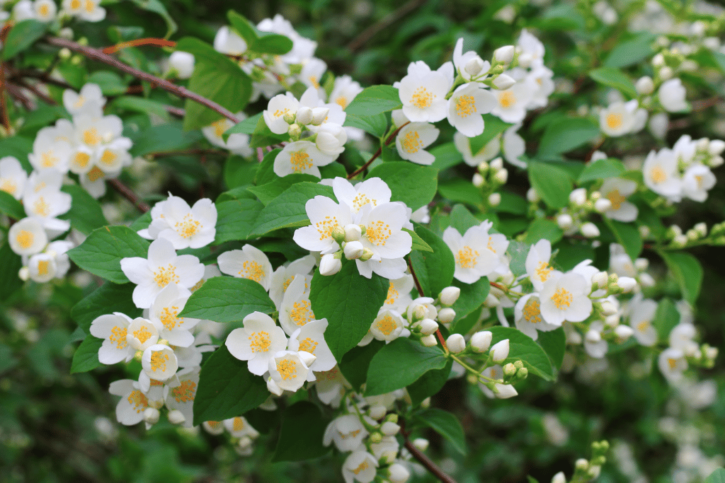 Mock Orange