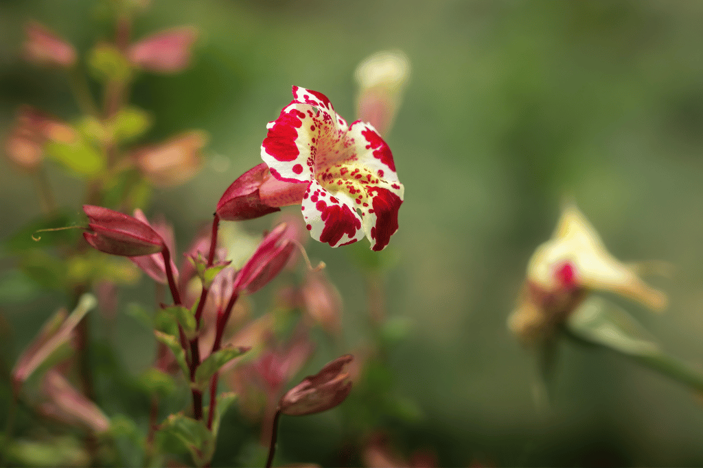 Monkey Flower