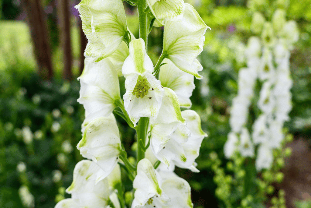 Monkshood