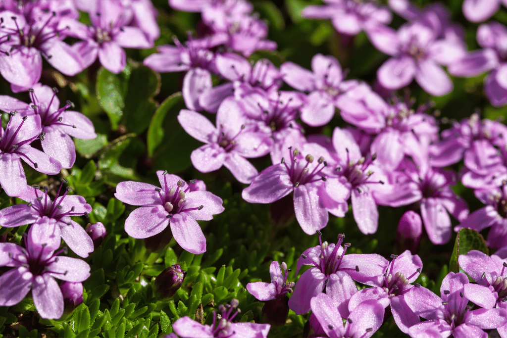 Moss Campion