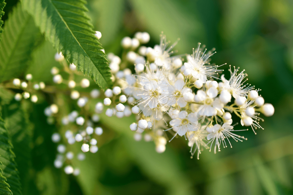 Mountain Ash