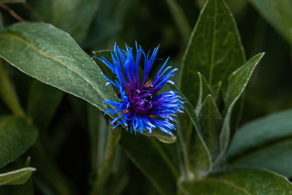 Mountain Bluet