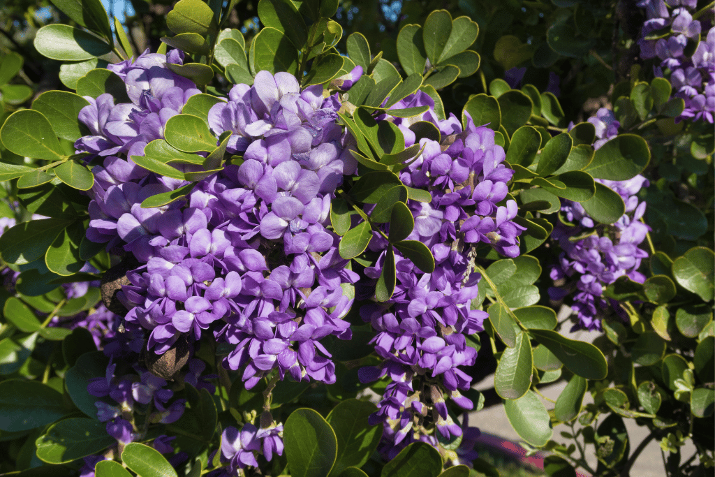 Mountain Laurel