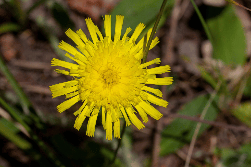 Mouse Ear Hawkweed