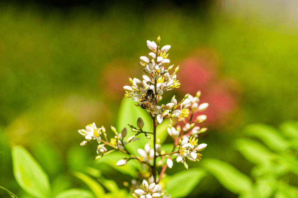 Nandina