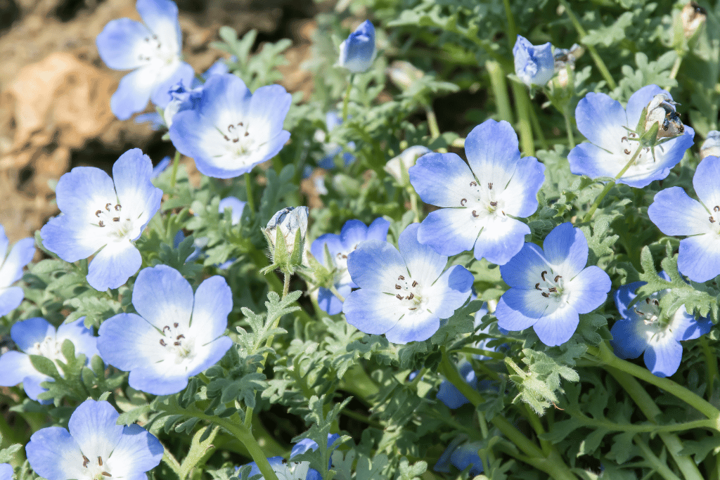 Nemophila