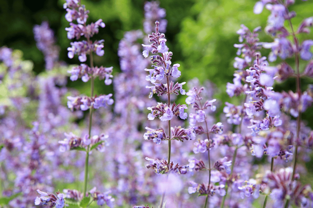 Nepeta