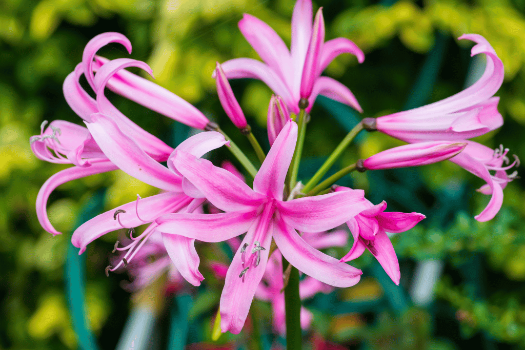 Nerine