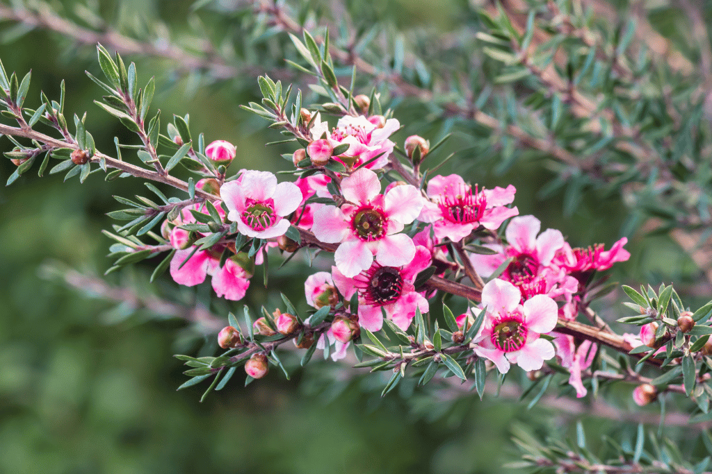 New Zealand Tea Tree