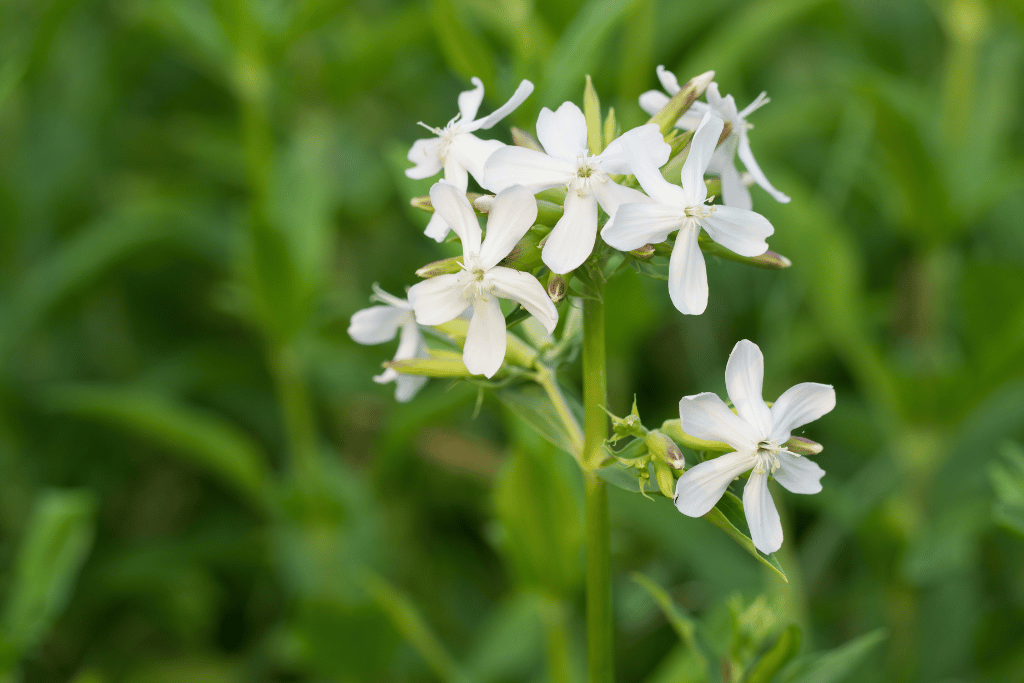 Night-Flowering Catchfly