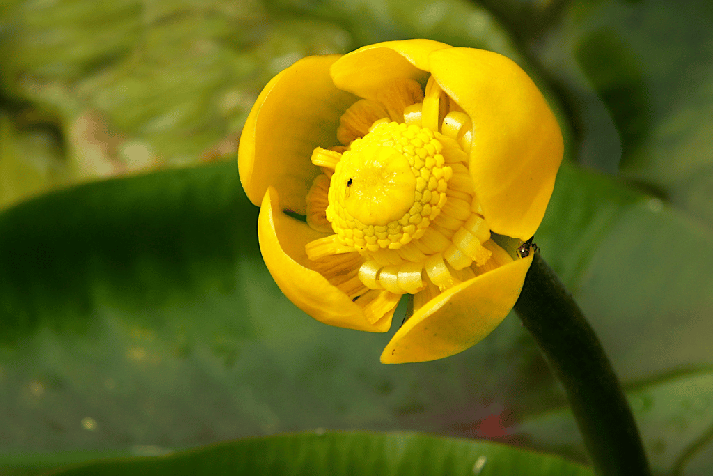 Nuphar