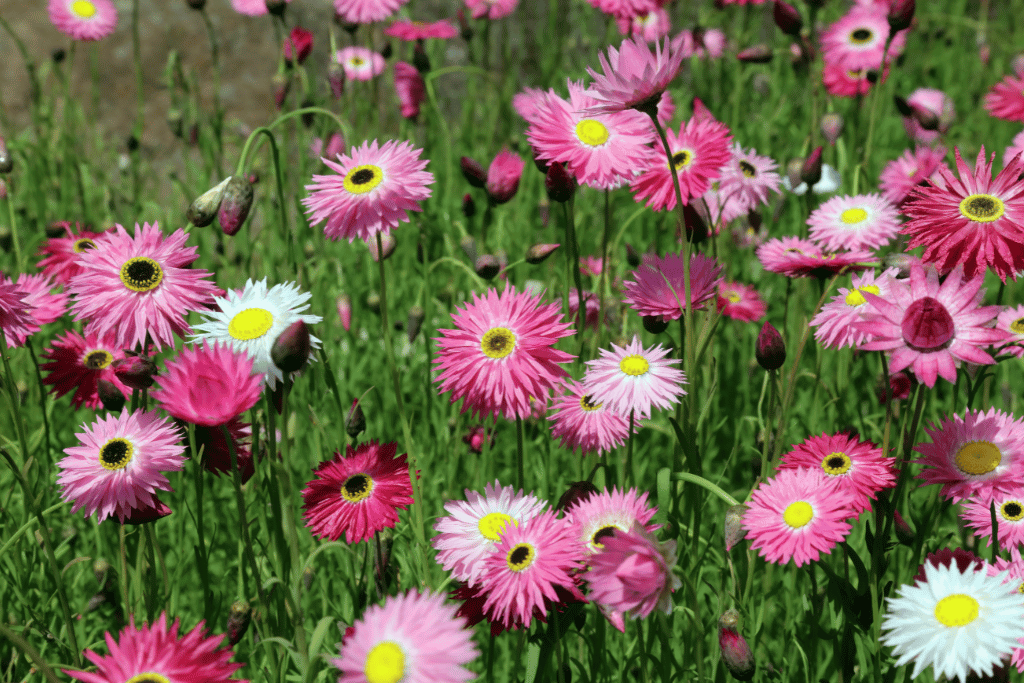 Paper Daisy