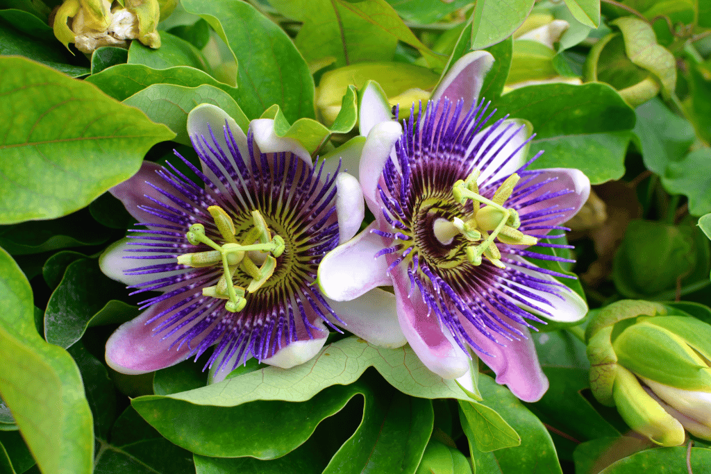 Passion Flower